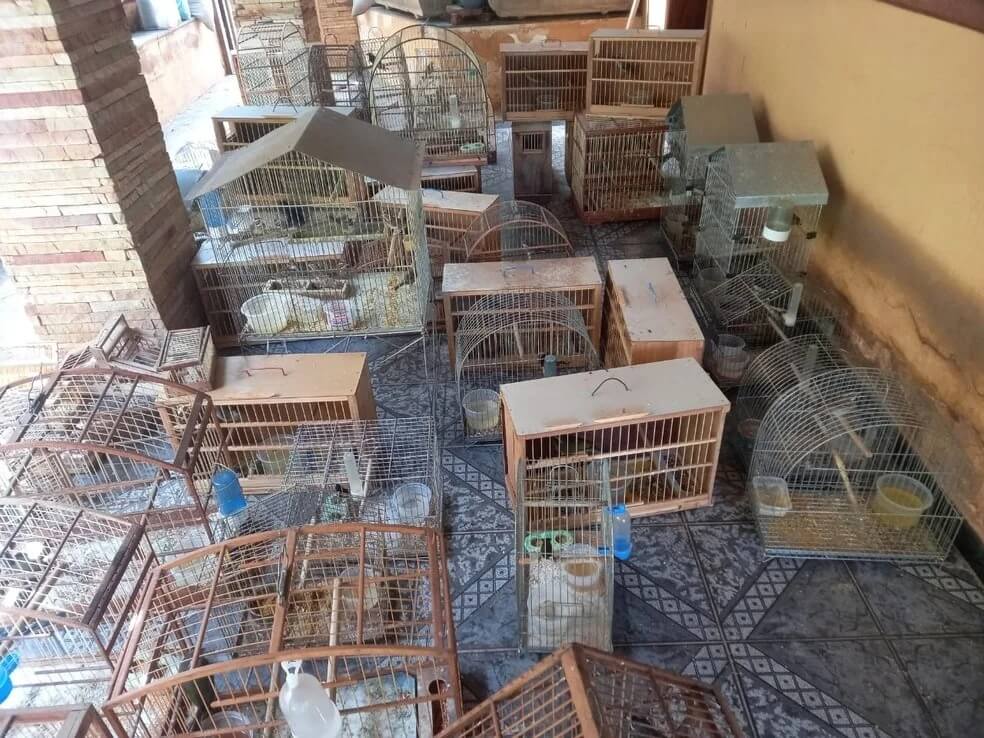 PM resgata 80 pássaros silvestres dentro de casa
