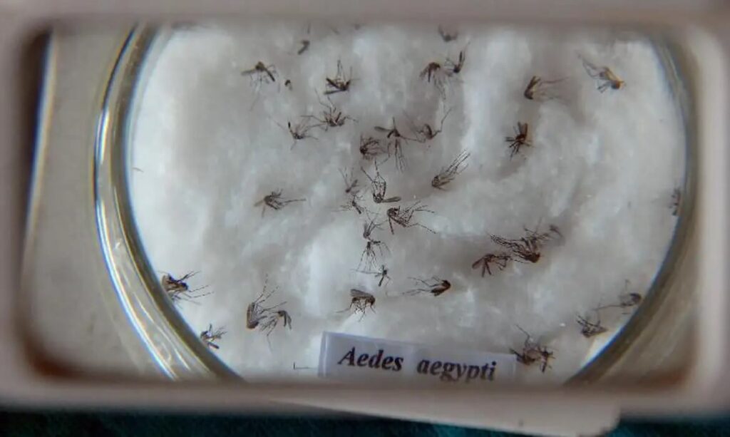 Combate ao Aedes aegypti terá R$ 7,8 mi