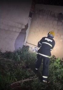 Tamanduá-bandeira em rua mobiliza bombeiros