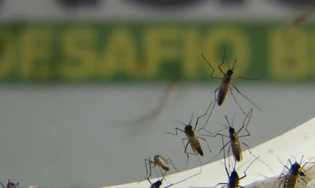 Cidade registra 141 casos de dengue