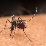 Saúde projeta mutirão de combate à dengue