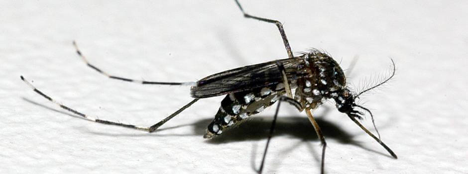 Saúde quer melhorar assistência a pessoas com dengue