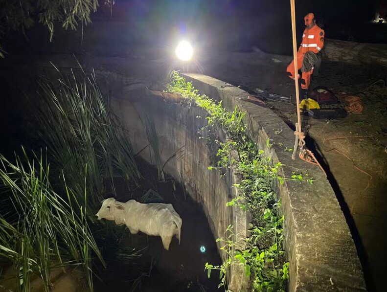 Vaca cai em reservatório de 4 metros de profundidade