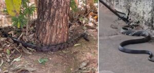 Cobras de quase 2 metros são capturadas em áreas urbanas