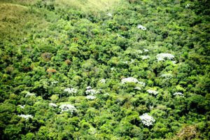 Minas celebra redução no desmatamento