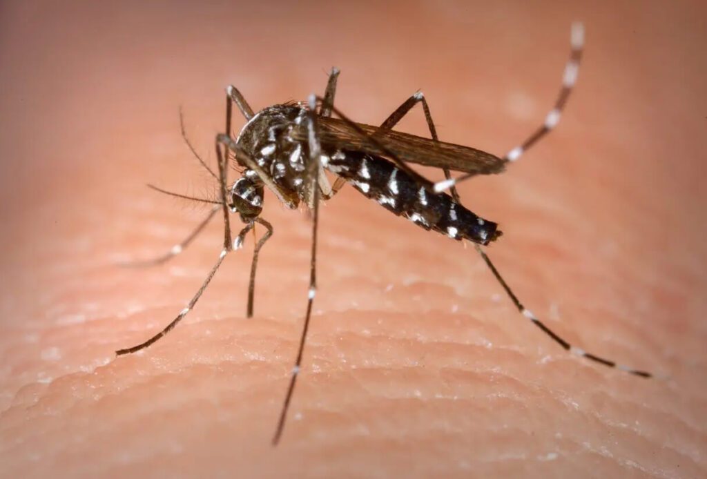Combate ao Aedes com larvicida vira política nacional