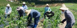 Sudene garante R$ 20,3 bi do FNE para agricultura familiar