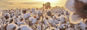 Perspectivas e tendências têm alta no mercado de algodão