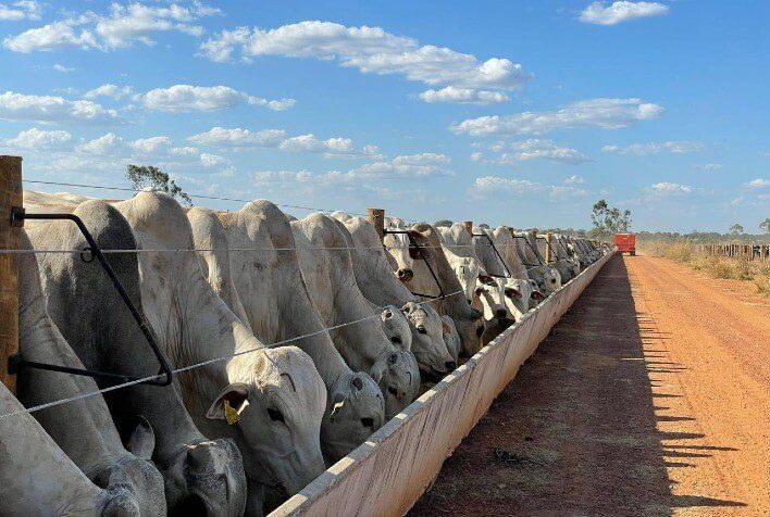 Conheça as estratégias nutricionais e gestão eficiente