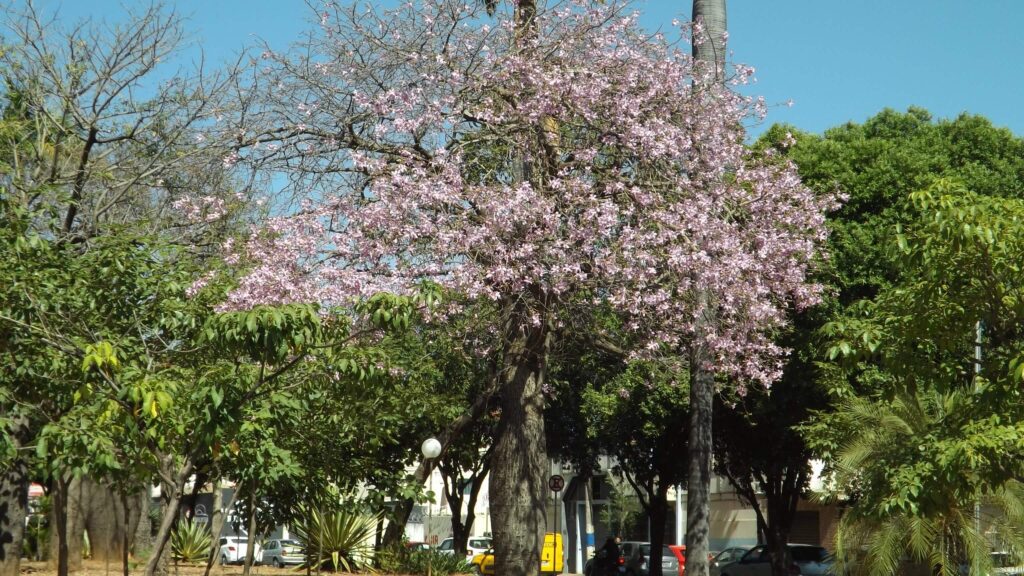 Condição de veranico deve prevalecer na região
