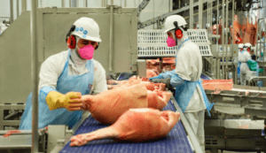 Preços da carne suína mantêm estabilidade com quadro ajustado