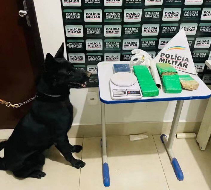 Cães farejadores da polícia encontram barras de maconha