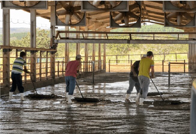 Manejo de dejetos bovinos gera receita extra e sustentabilidade para pecuaristas