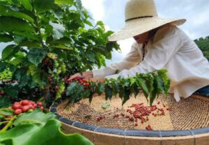 Geada no Sul de Minas tem impacto limitado na safra de café