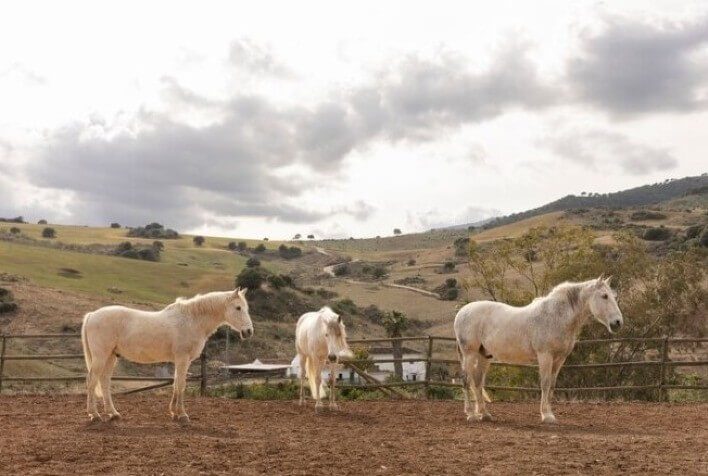 Sintomas e impactos na saúde e desempenho dos animais