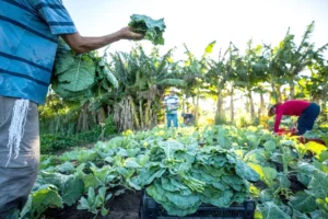 Programa de aquisição de alimentos ganha destaque em avaliação de políticas públicas