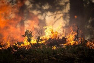 Incêndios florestais podem resultar em perda de 15% na safra de cana