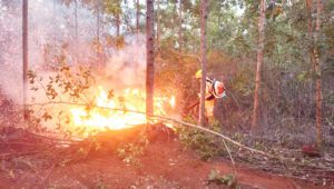 Incêndio destrói mais de 100 hectares de eucalipto