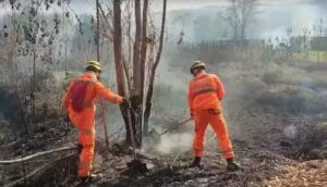 Incêndio atinge mata perto do Parque da Lapa Grande