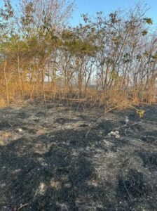 Incêndio ameaça Parque Estadual da Lapa Grande