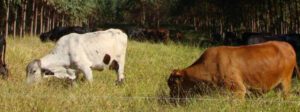 Emater alerta para cuidados com rebanho bovino no período seco