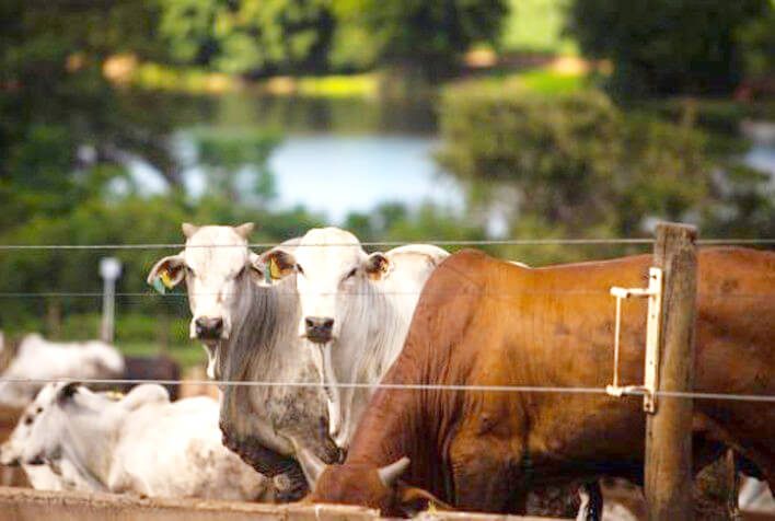Aumento nos preços da arroba do boi reflete oferta limitada e demanda aquecida