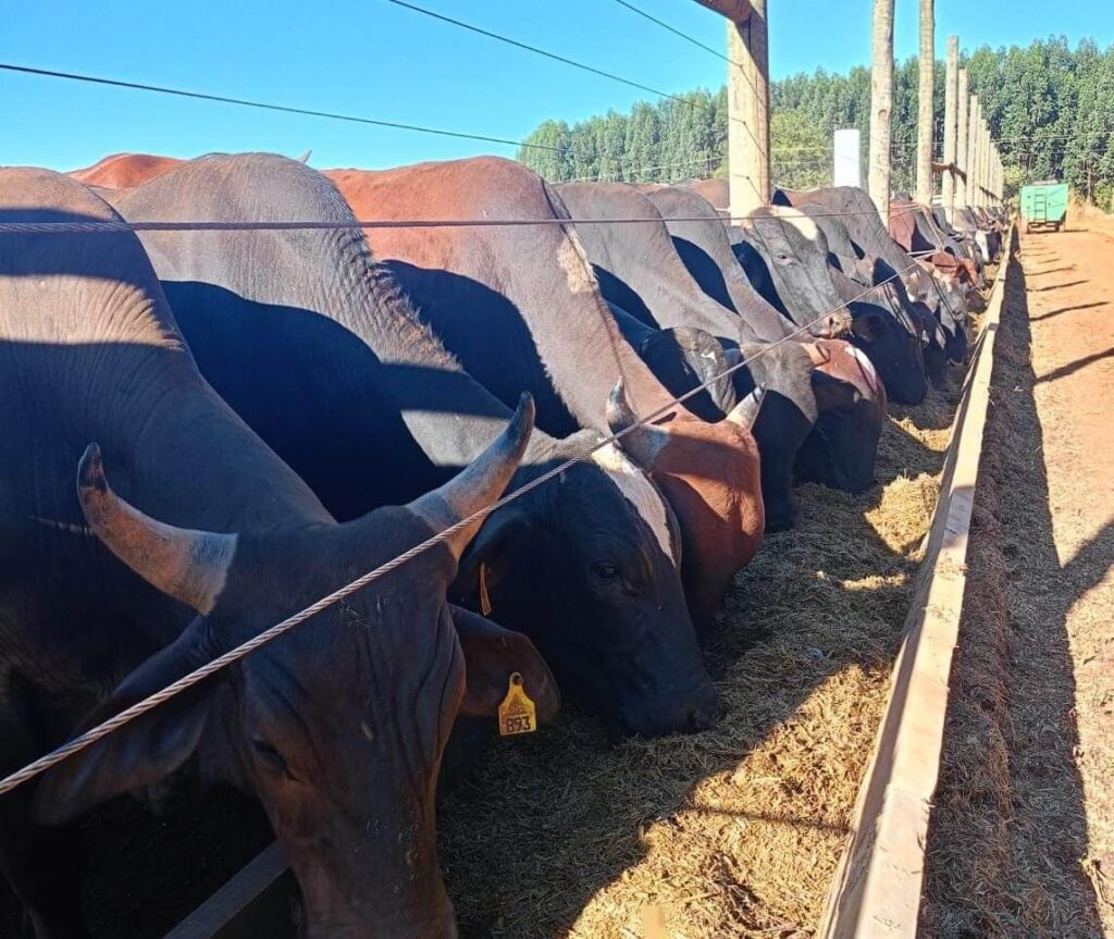 Encontro capacitará pecuaristas do Norte de Minas neste sábado