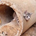 Gato resgatado com cabeça presa em buraco de manilha