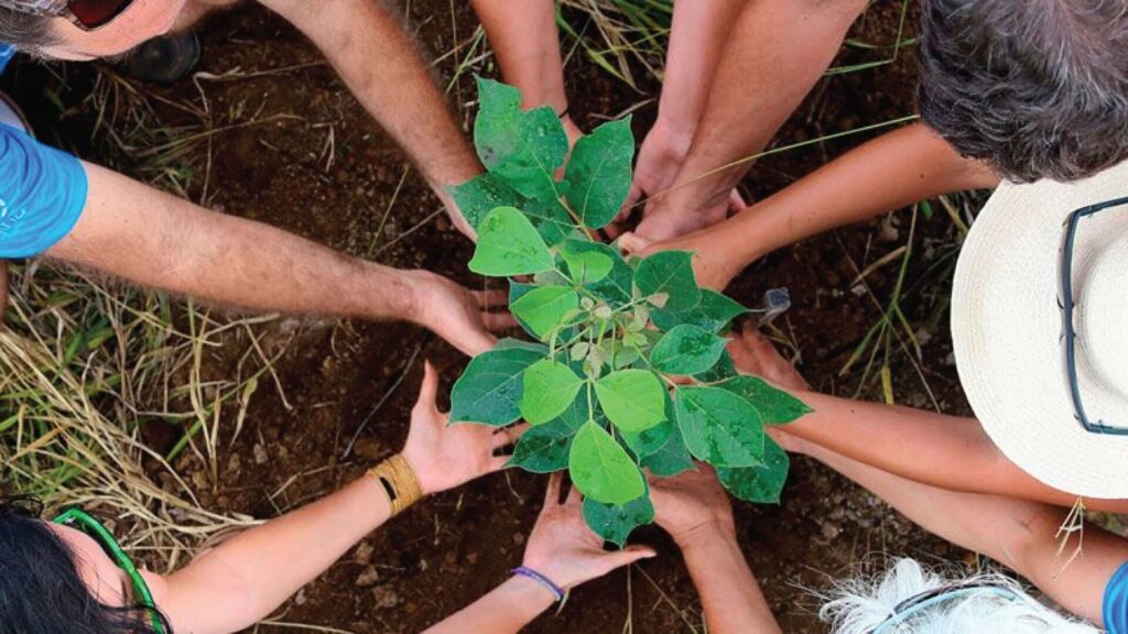 MPMG fará plantio de árvores em área verde no São Mateus