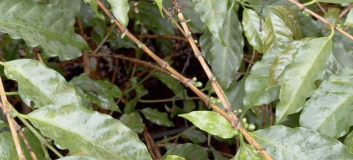 Cadeia produtiva em alerta diante de perspectivas incertas para o próximo ano