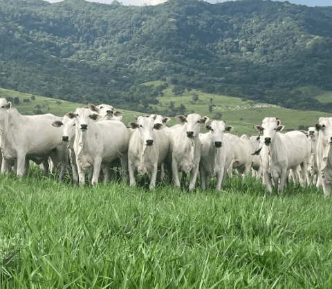 Mercado de bezerros tem valorização acumulada de 12,25% neste mês, enquanto o boi gordo segue com estabilidade, apesar de leve recuo