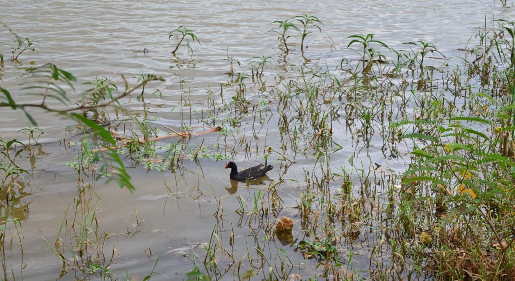 Prefeitura anuncia limpeza do Interlagos