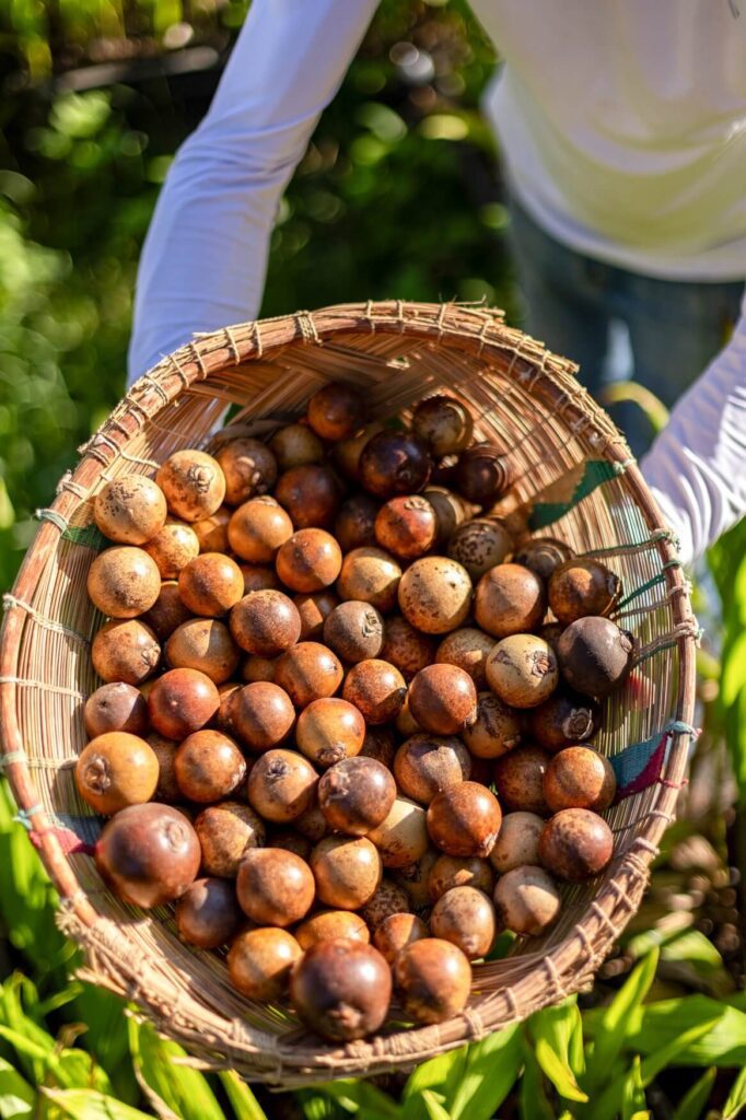 Acelen Renováveis foca na produção de macaúba