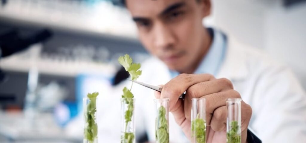 MOC terá R$ 207 mil para ações com plantas medicinais e fitoterápicos