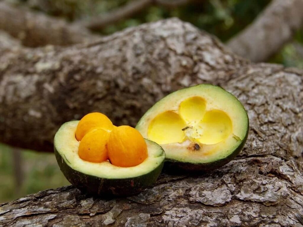 Festival projeta celebrar frutos do cerrado