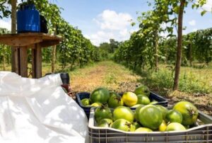 Codevasf e FAO fortalecem parceria