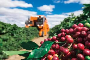 Clima faz os preços do café modificar nas bolsas
