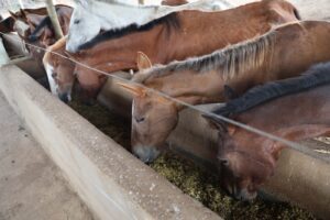 Prefeitura investe em microchips para identificar animais apreendidos