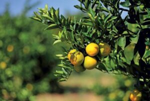 Cenário desafiador marca a citricultura em 2026