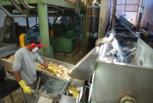 Indústria de fécula expande exportações e diversifica produtos