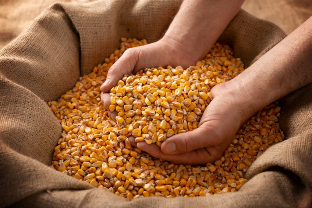 Portaria interministerial autoriza reinício das vendas de milho