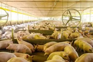 Embrapa lança plataforma que integra vigilância em doenças suínas