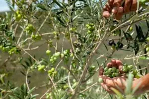 Recorde na produção mineira de azeite