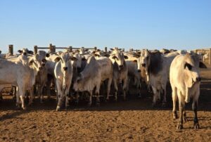 Preço do boi gordo inicia fevereiro em alta