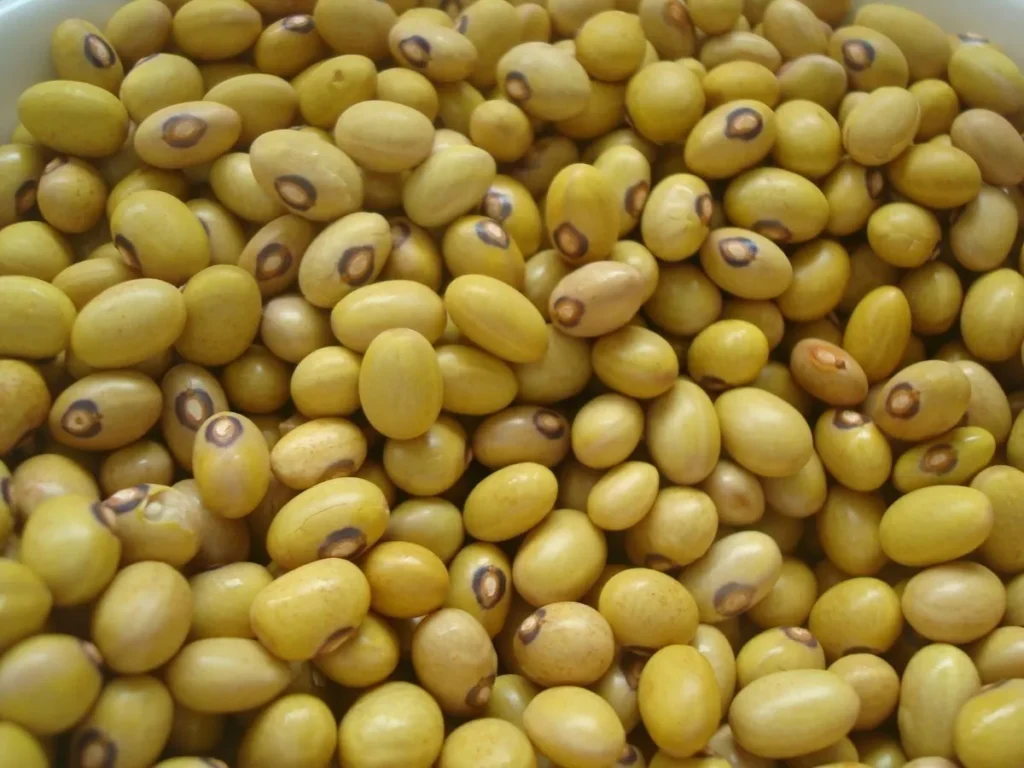 Margem do produtor de feijão volta a crescer com alta de preços