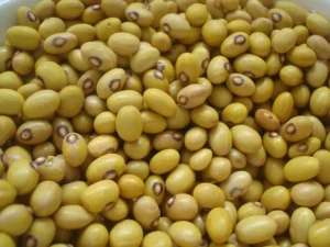 Margem do produtor de feijão volta a crescer com alta de preços