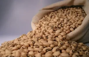 Produção de feijão no Estado cresce e o mantém na liderança