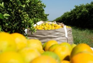 Safra de laranja entra na reta final com leve revisão