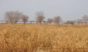 Mudanças climáticas ameaçam pastagens e aceleram desertificação