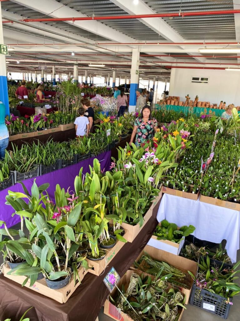 Montes Claros recebe 24ª Exposição Anual de Orquídeas em abril